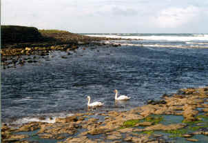 Easkey Rathlee